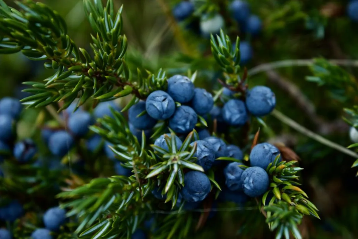 juniper berries